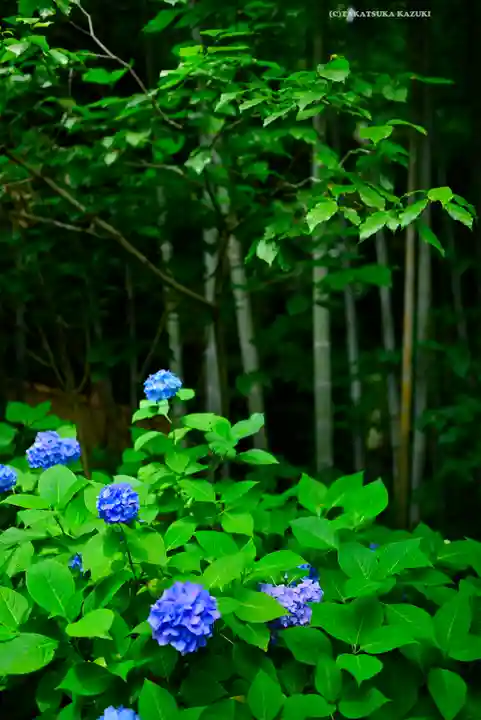 明月院(神奈川県)