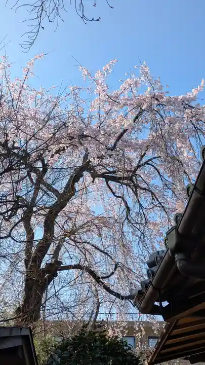 妙雲院(京都府)