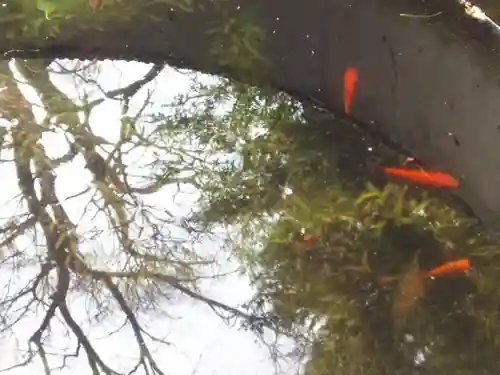 赤城神社の動物
