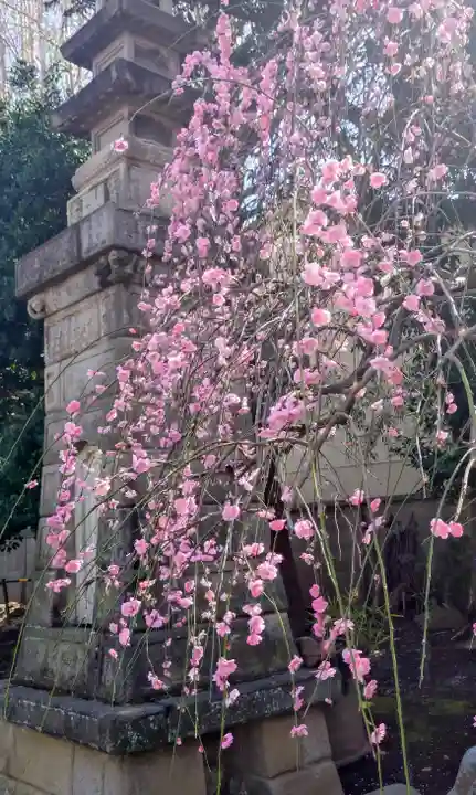 新井薬師(梅照院)(東京都)