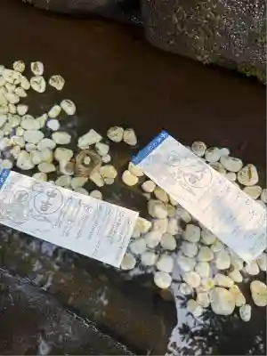 江島神社のおみくじ