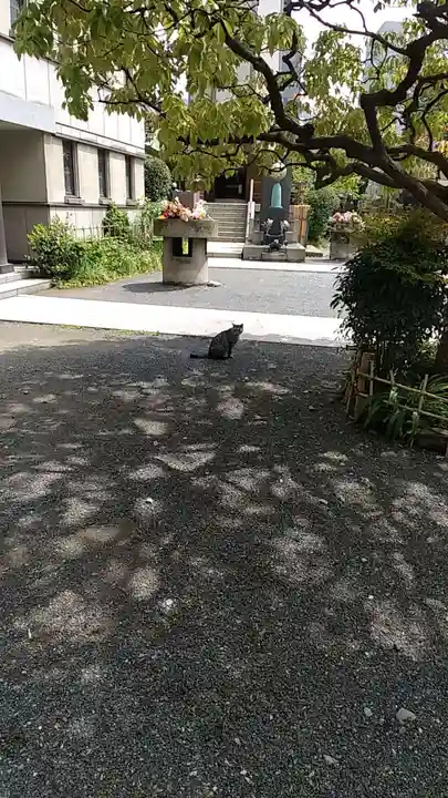 回向院の動物