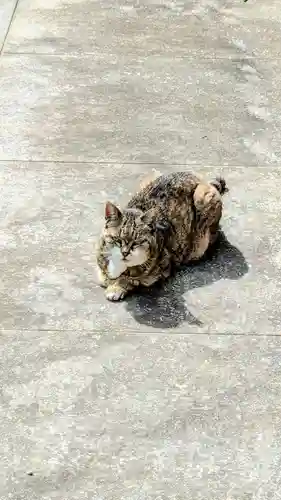 白金氷川神社の動物