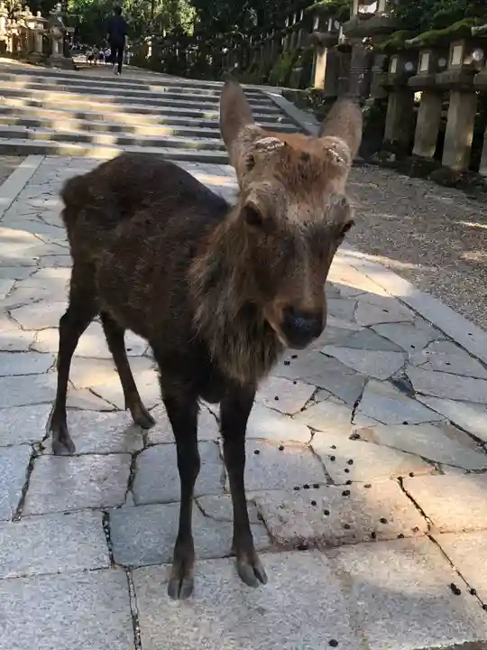 春日大社の動物
