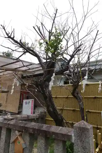 阿久刀神社の自然