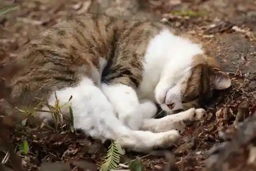 玉野御嶽神社(愛知県)