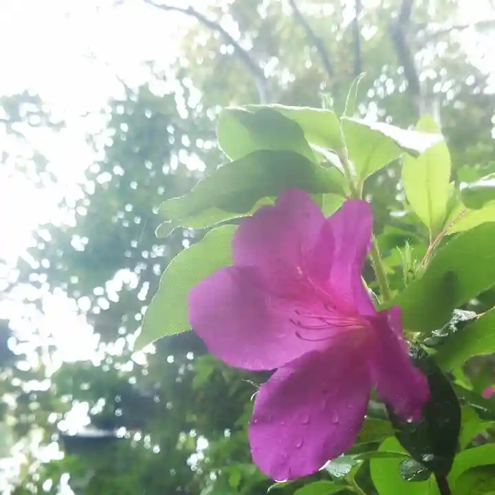 尾張大國霊神社(国府宮)の自然