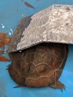 下谷神社(東京都)