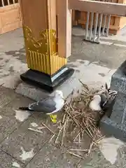 蕪嶋神社の動物