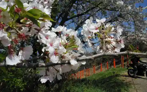 浮羽稲荷神社の自然