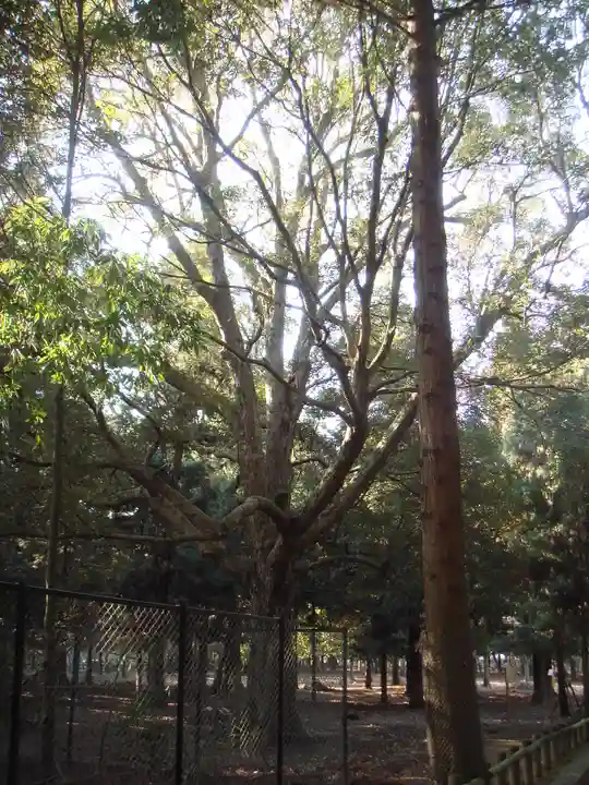 春日大社の自然