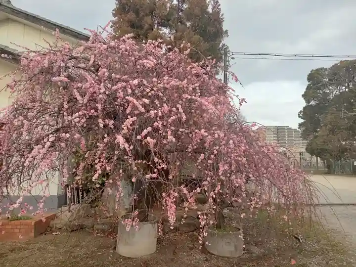 和泉國一之宮 大鳥大社(大阪府)