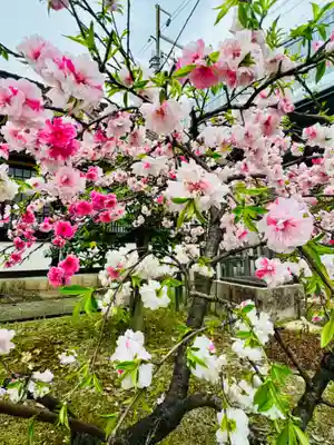 六孫王神社(京都府)