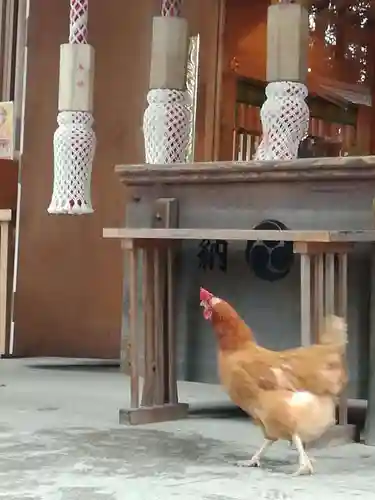 岩槻久伊豆神社の動物