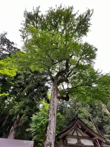 日吉大社の自然