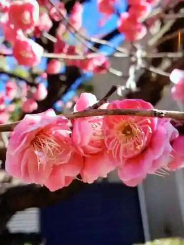 桜神宮(東京都)
