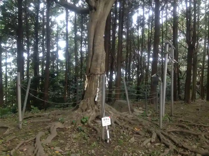 宮地嶽神社古宮跡地の自然