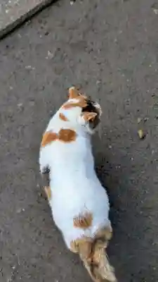 荒木神社(京都府)