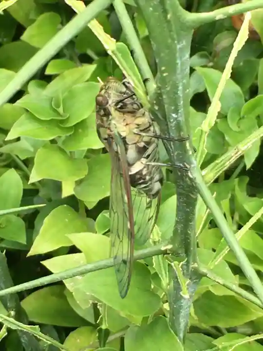 息栖神社の動物