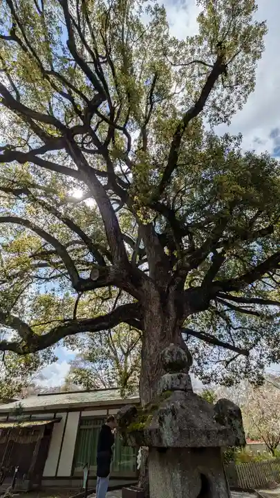 平野神社(京都府)