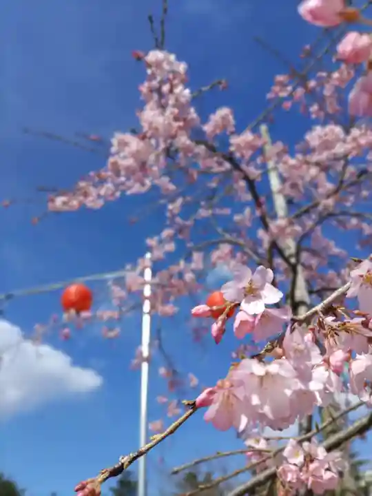 櫻岡大神宮の自然