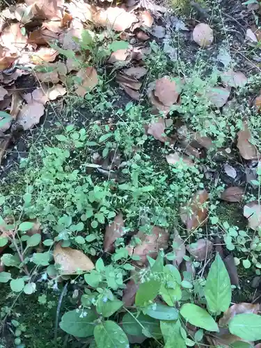 若宮神明社の自然