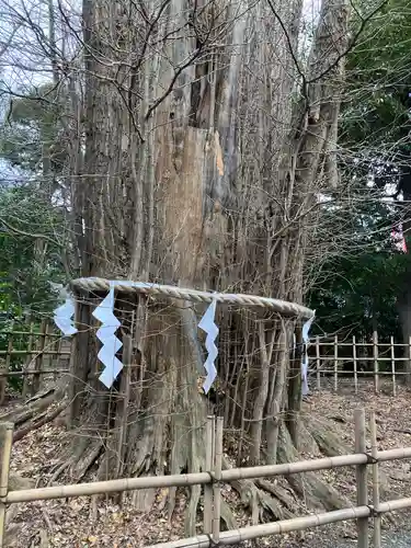 大國魂神社の自然