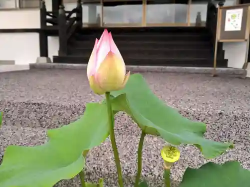 雨竜　専福寺の庭園