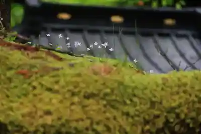 光明院稲荷社の自然