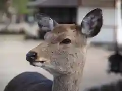 厳島神社の動物