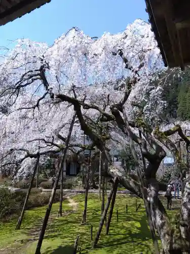 西雲寺(福井県)