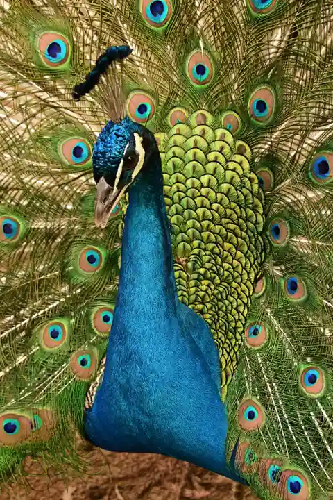 楽法寺(雨引観音)(茨城県)