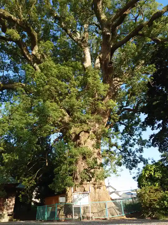 伊勢神明社の自然