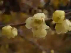 清水寺の自然