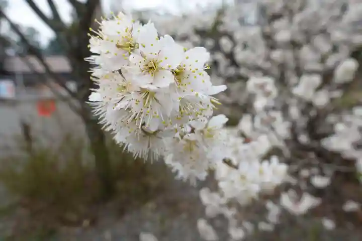 平野神社の自然