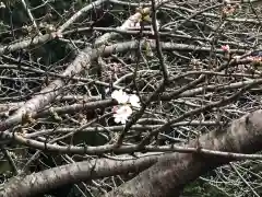 白山神社の自然