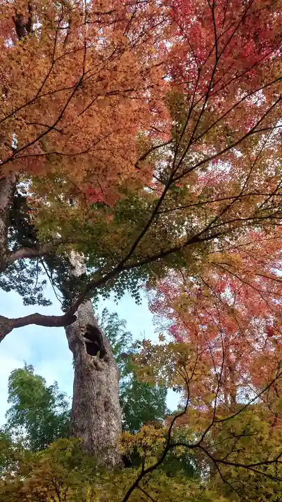 中尊寺(岩手県)