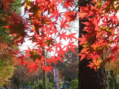 深大寺の自然