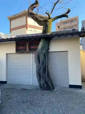 真源寺（入谷鬼子母神）(東京都)
