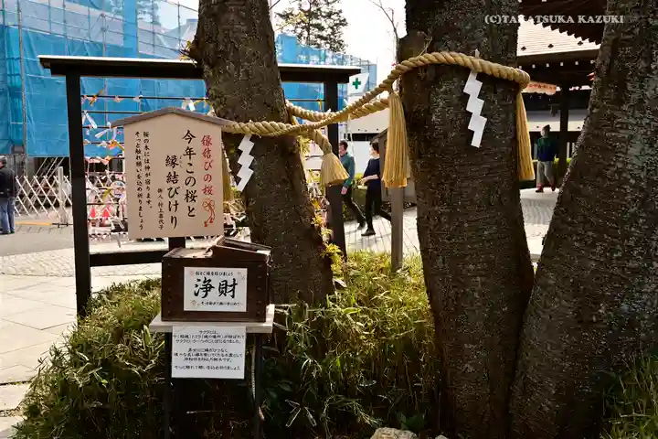 櫻木神社の自然