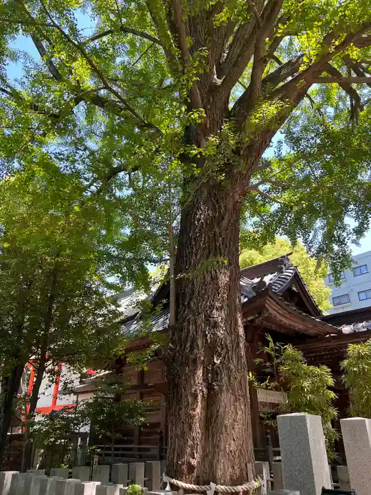 田無神社の自然