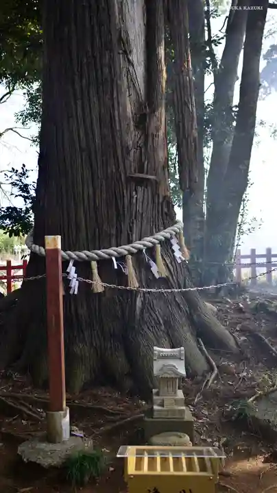 麻賀多神社奥宮の自然