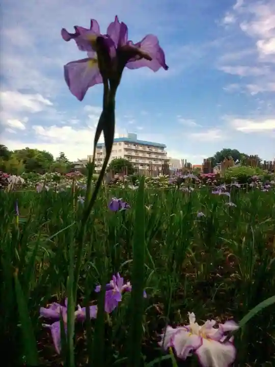 妙法寺(東京都)