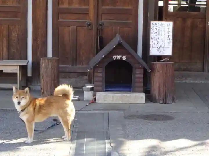 感通寺の動物