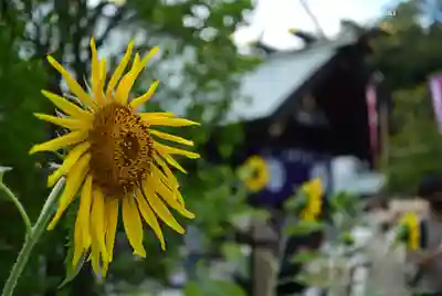 東京大神宮(東京都)