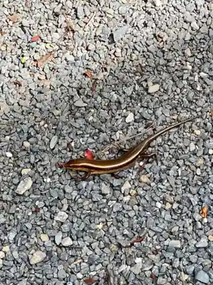 九頭竜大社(京都府)