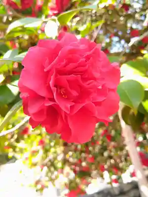 圀勝寺(岡山県)