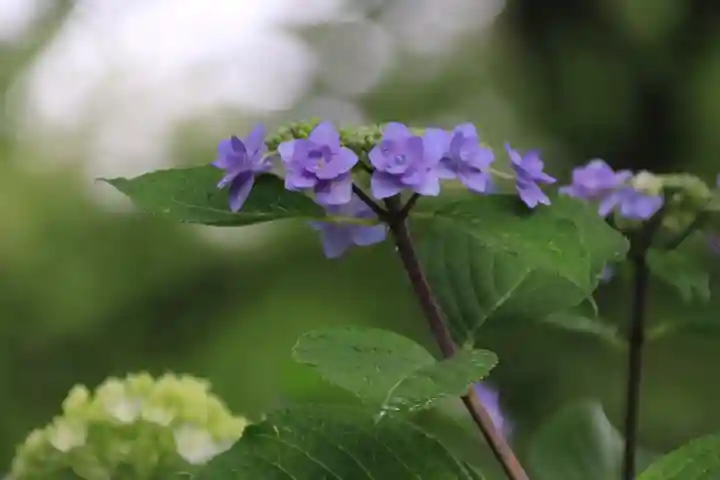 開成山大神宮の自然