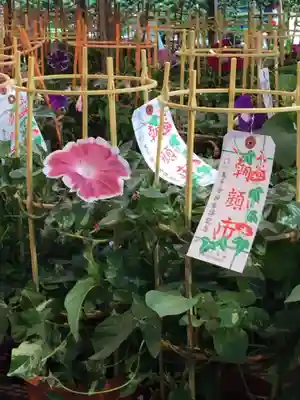 真源寺（入谷鬼子母神）のお祭り