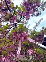 桜神宮の自然